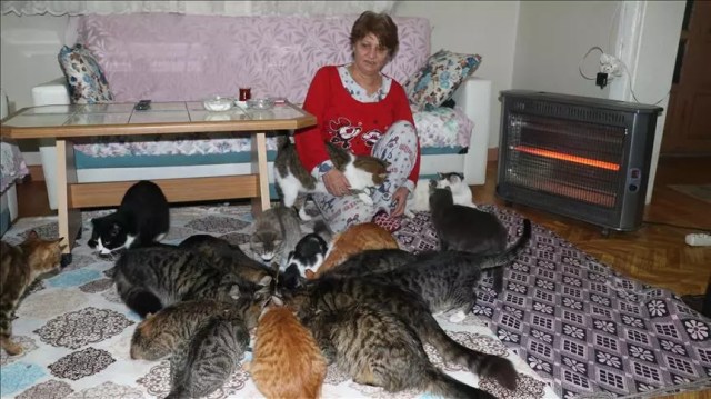 Kitty kingdom: Woman in northwest Turkey keeps house with dozens of cats