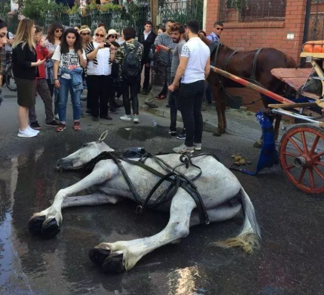 Anger sparked again after horse on Istanbulâs Princesâ Islands collapses