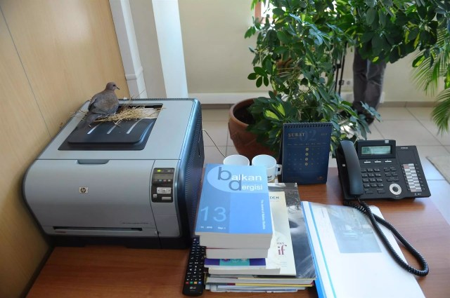 Doves build nest on printer in Bursa mayorâs Office