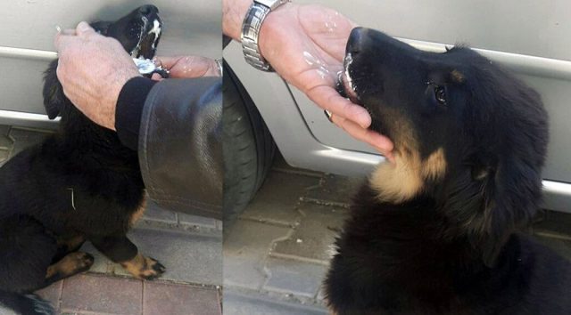 Vatandaşlar zehirlenen köpeğe yoğurt ile ayran verdi ve kusturarak kurtarmayı başardı. FOTO:İHA