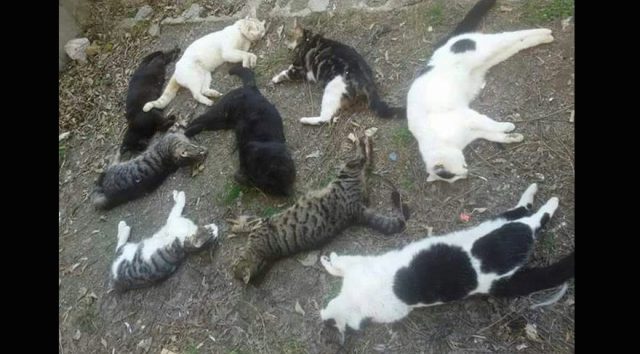 Hayvanseverler isyanda: Alanya’da kediler öldürülüyor