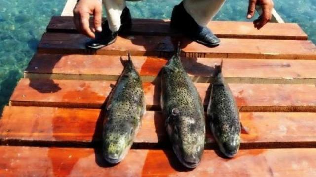 Bodrum'da panik! Bu balığı yiyen kediler öldü