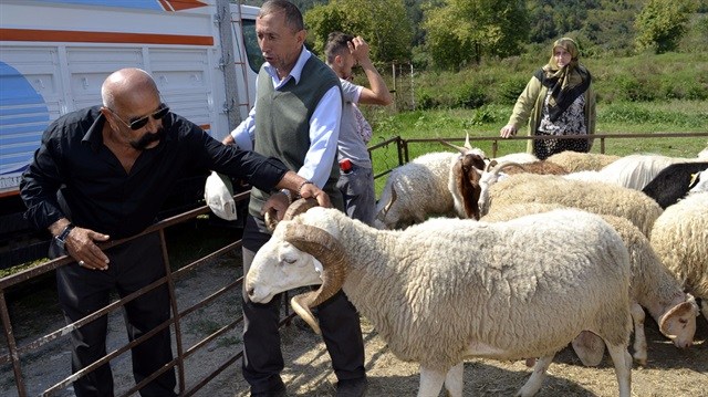 Köyüne geri dönen çiftçi ailelere verilecek 300 damızlık koyun heyecana yol açtı.