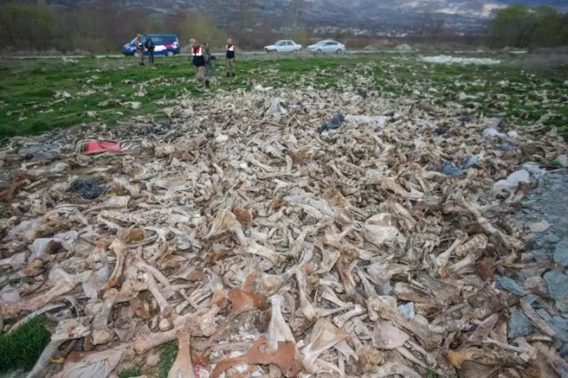 Tokat’ta terk edilmiş bir arazide yüzlerce hayvan kafatası bulundu