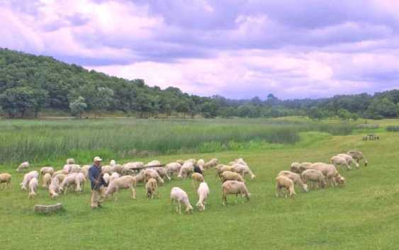 Власти Турции намерены раздать фермерам по 300 овец