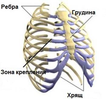 хрящевая ткань ребра ile ilgili görsel sonucu